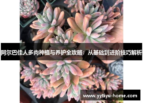 阿尔巴佳人多肉种植与养护全攻略：从基础到进阶技巧解析